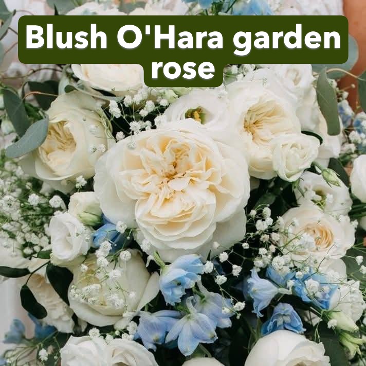 wh ohara roses
